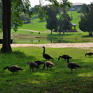 DSC 4604 Gänse