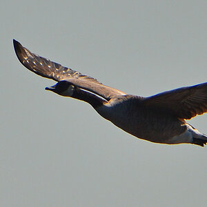 DSC 9183 Gans