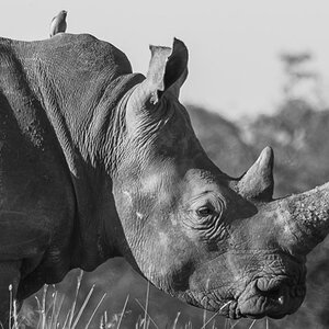 Nashorn Nairobi NP