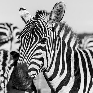 Zebra 1 Nairobi NP