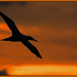 D71 1567 Flug vor untergehender Sonne auf Helgoland