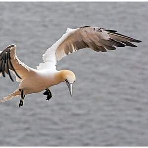 D71 1416 Basstölpel Flugbild I