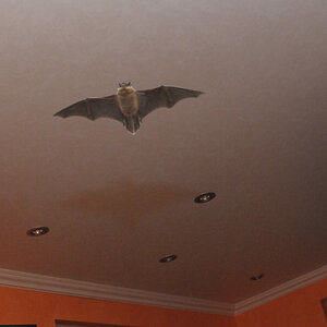 batgirl web