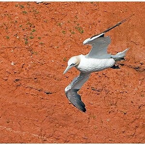 D71 0960 Vor der roten Wand