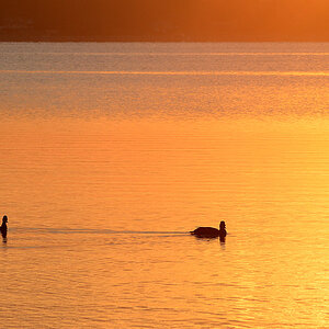 DSC 6761 Stille