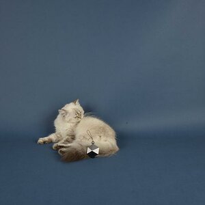 Katzen BKH 2015 36891 Set