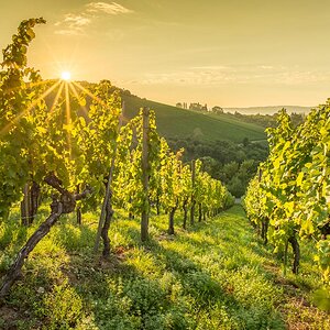 Sonnenaufgang im Weinberg