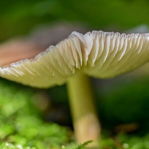Pilz im Schatten; 30.08.15  (1 von 1)