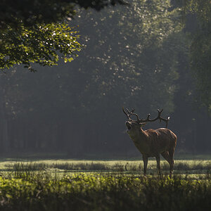 hirsch 01