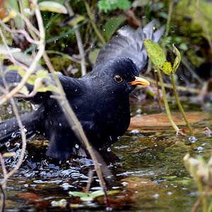 DSC 0043 Amsel 1000