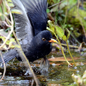 DSC 0044 Amsel 1000