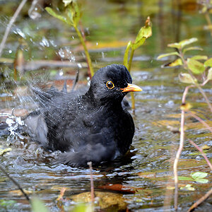 DSC 0086 Amsel 1000