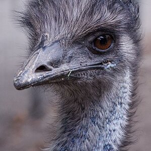 20151006 DSC8932 Emu guckt hochkant