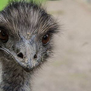 20151006 DSC8937 Emu guckt