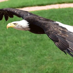 Weisskopfseeadler