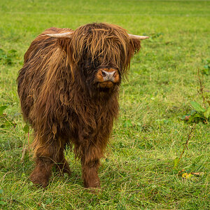 Hochlandrind Kalb