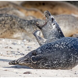D71 1230 das ist ja alles so anstrengend