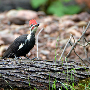 DSC 6673 Woodpecker