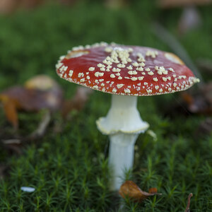 pilz3