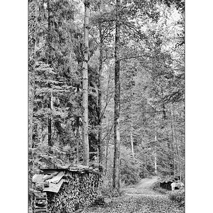 WaldPZ1 9584