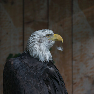 Weisskopfseeadler
Tiergarten Nürnberg
