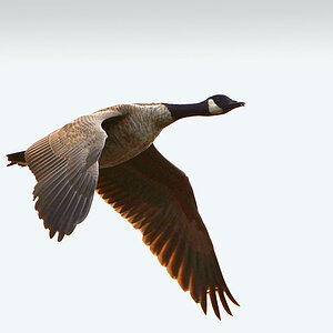 DSC 8185 Gans