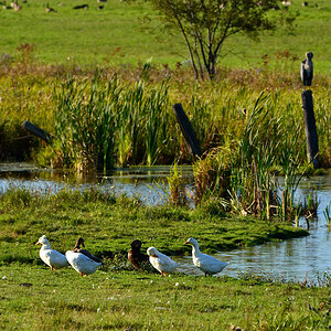 DSC 9143 Enten