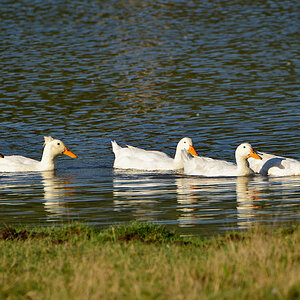 DSC 9135 Enten