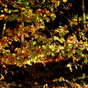 DSC 5192 Herbst