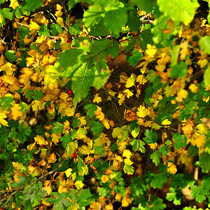 DSC 5194 Herbst