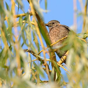 G000165c