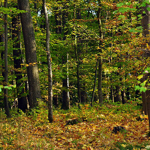 DSC 5196 Herbst