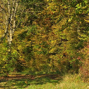 DSC 5197 Herbst