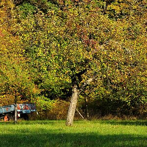 DSC 5200 Herbst