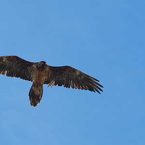 Bartgeier (Gypaetus barbatus)