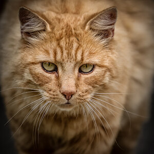 Katzen 2