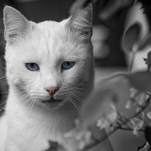 Katzen 1