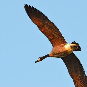 DSC 7968 Gans