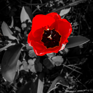 Rote Farbe