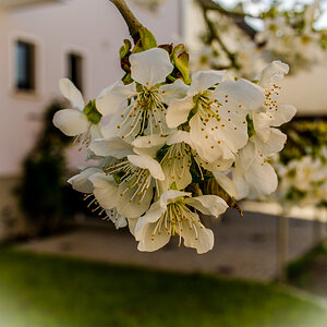 Kirschblüte