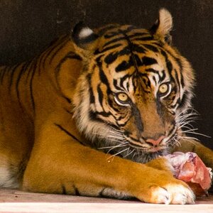 Tiger in der Stuttgarter Wilhelma