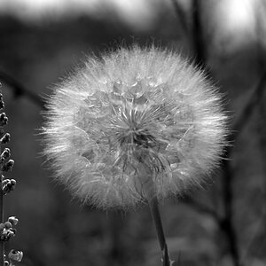Pusteblume