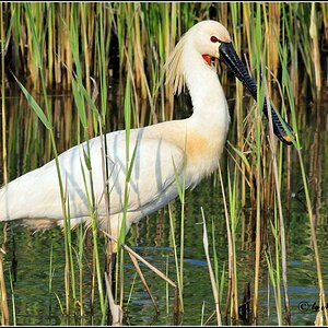 • Löffler • ( Lat.: Platelea leucorodia ) • Spoonbill •

• Nikon D300 mit Nikkor AF 4,0/300mm IF D ED und 2X Converter plus Manfrotto 680B •

• In fre
