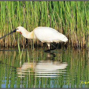 • Löffler • ( Lat.: Platelea leucorodia ) • Spoonbill •

Nikon D300 mit Nikkor AF 4,0/300mm IF D ED und 2X Converter plus Manfotto 680B •

• In freier