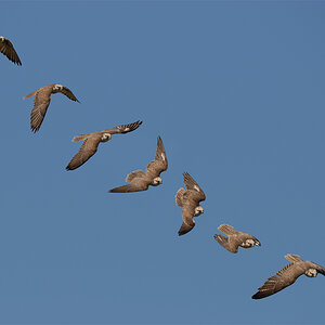 falke