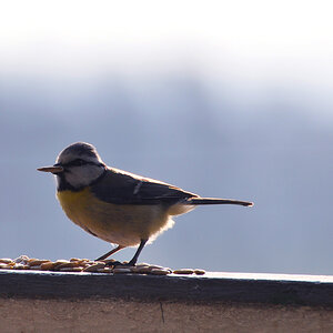 Blaumeise 01