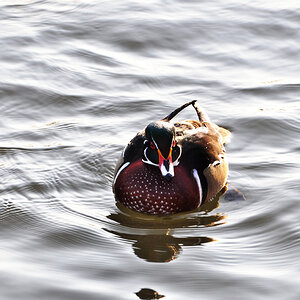 Ente 02