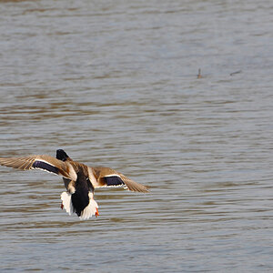 Ente 03