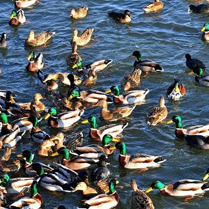 Enten 01