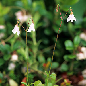 Blumenraten 3
